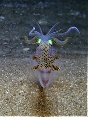 Sepioteuthis australis