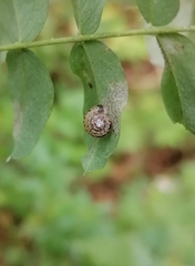Fruticicola fruticum