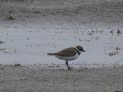 Charadrius hiaticula