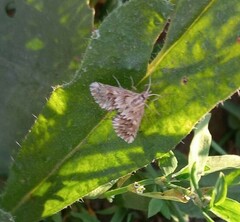 Cynaeda dentalis