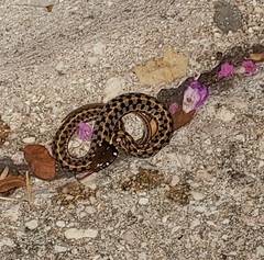 Thamnophis marcianus