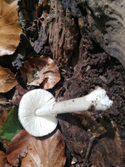 Pluteus