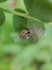 Fruticicola fruticum