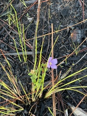 Rhexia nuttallii