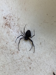 Nephilingis cruentata