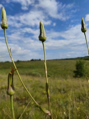 Tragopogon