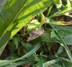 Cynaeda dentalis