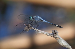 Micrathyria aequalis