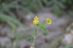Trifolium aureum