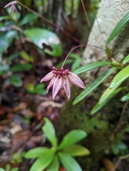 Bulbophyllum acuminatum