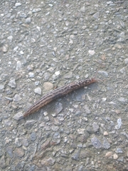 Limax maximus