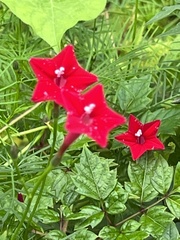Ipomoea quamoclit