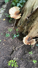 Cerioporus squamosus