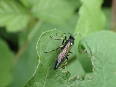 Coelichneumon