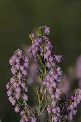 Erica irregularis