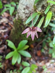 Bulbophyllum acuminatum