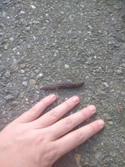 Limax maximus