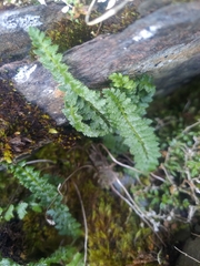 Polystichum lachenense