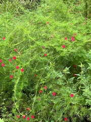 Ipomoea quamoclit
