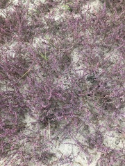 Suaeda maritima