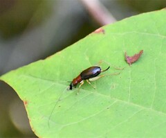 Phyllopalpus pulchellus