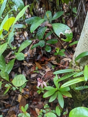 Bulbophyllum acuminatum