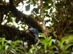 Trogon personatus