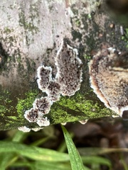 Serpula himantioides