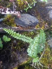 Polystichum lachenense