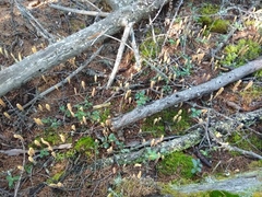 Clavariadelphus ligula