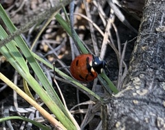 Coccinella transversoguttata