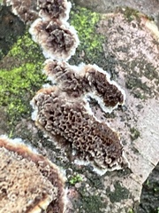 Serpula himantioides