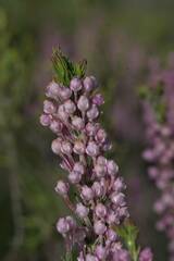 Erica irregularis