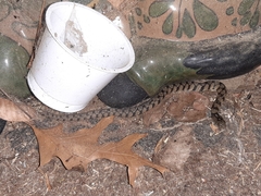 Nerodia rhombifer