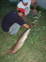 Arapaima gigas