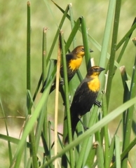 Xanthocephalus xanthocephalus