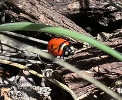 Coccinella transversoguttata