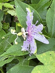 Passiflora incarnata