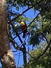 Ramphastos dicolorus