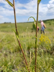 Tragopogon