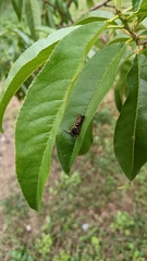 Pennisetia marginatum