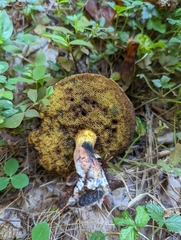 Boletaceae