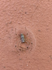 Nephilingis cruentata