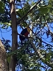Ramphastos dicolorus