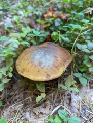 Boletaceae