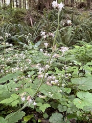 Tiarella trifoliata trifoliata