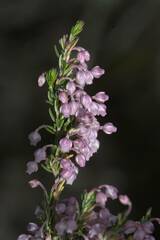 Erica irregularis