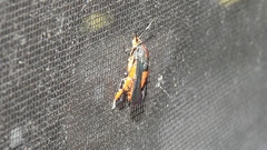 Eichlinia cucurbitae