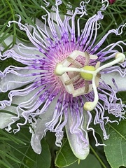 Passiflora incarnata