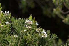 Diosma